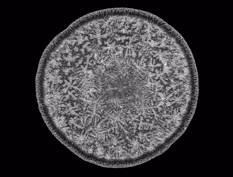 Ngắm những bức ảnh chụp dưới kính hiển vi đẹp nhất năm 2018