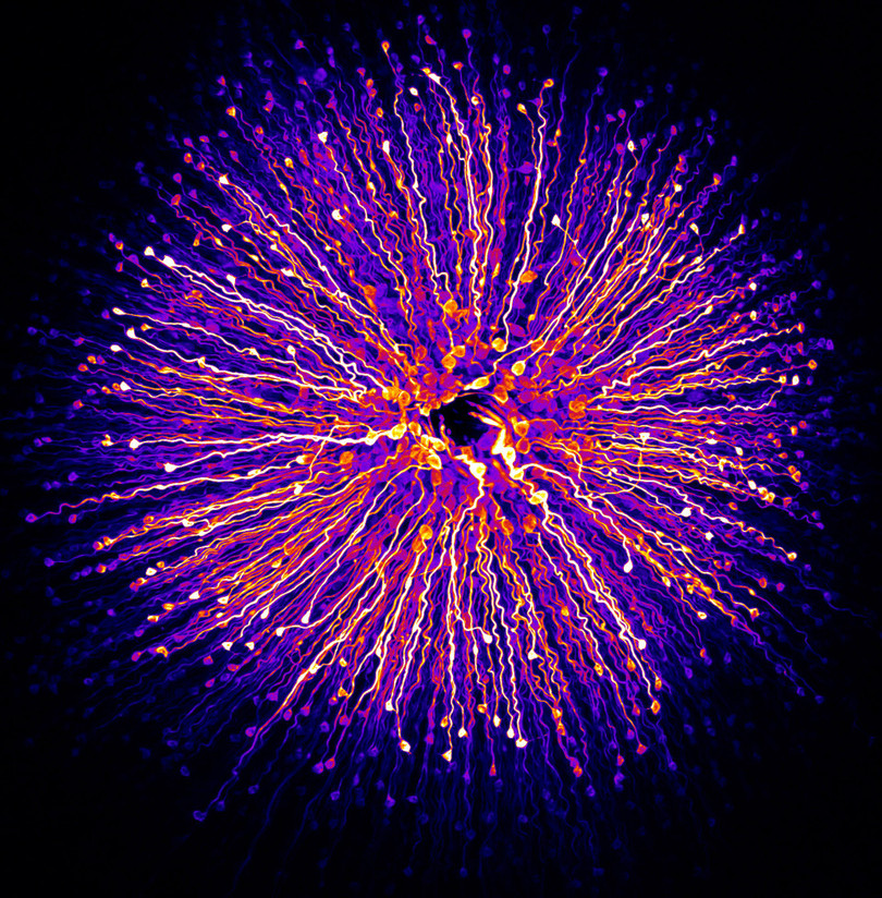 Ngắm những bức ảnh chụp dưới kính hiển vi đẹp nhất năm 2018