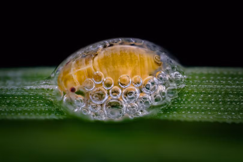 Ngắm những bức ảnh chụp dưới kính hiển vi đẹp nhất năm 2018