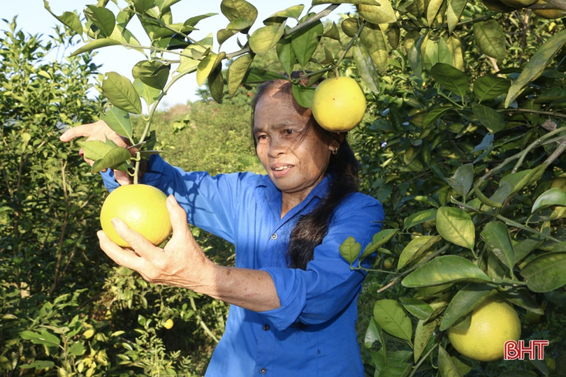 Trên 90% sản lượng cam Vũ Quang đã được tiêu thụ