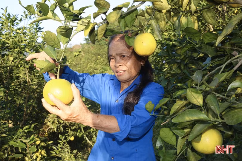 Trên 90% sản lượng cam Vũ Quang đã được tiêu thụ