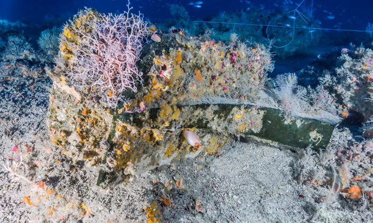 Xác tàu chiến 2.000 năm chứa hơn trăm loài động vật