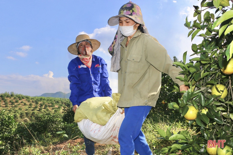 Trên 90% sản lượng cam Vũ Quang đã được tiêu thụ