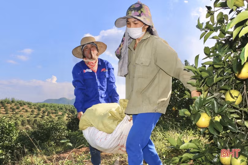 Trên 90% sản lượng cam Vũ Quang đã được tiêu thụ
