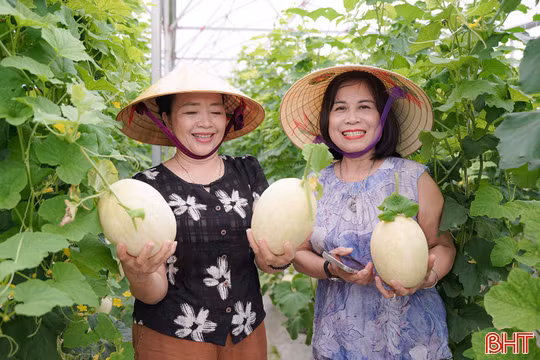 Thích thú trải nghiệm hái dưa lê Nhật bản tại vườn