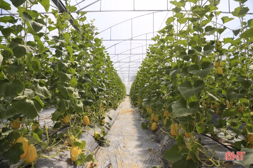 Giám đốc hợp tác xã ven đô tiên phong làm giàu từ dưa lưới