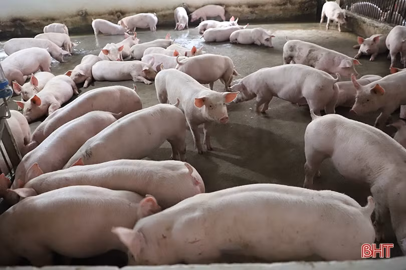 Hà Tĩnh: Giá thịt lợn tăng cao, khó cả người bán lẫn người mua