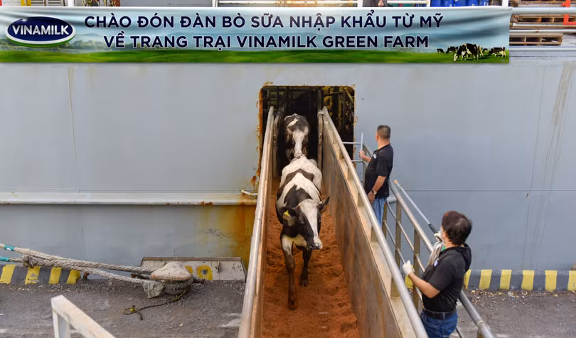 Vinamilk tiếp nhận thành công 1.550 bò sữa nhập từ Mỹ về các trang trại Green Farm