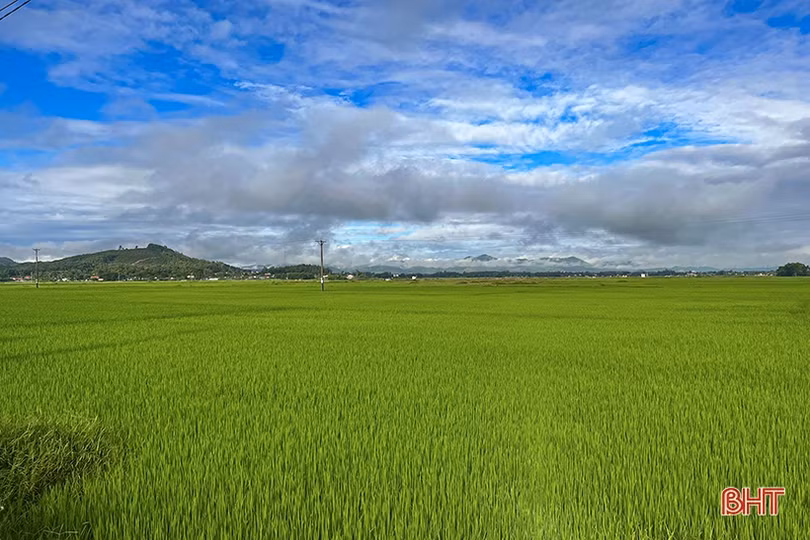 Sâu bệnh tấn công lúa hè thu, ngành nông nghiệp khuyến cáo phòng trừ