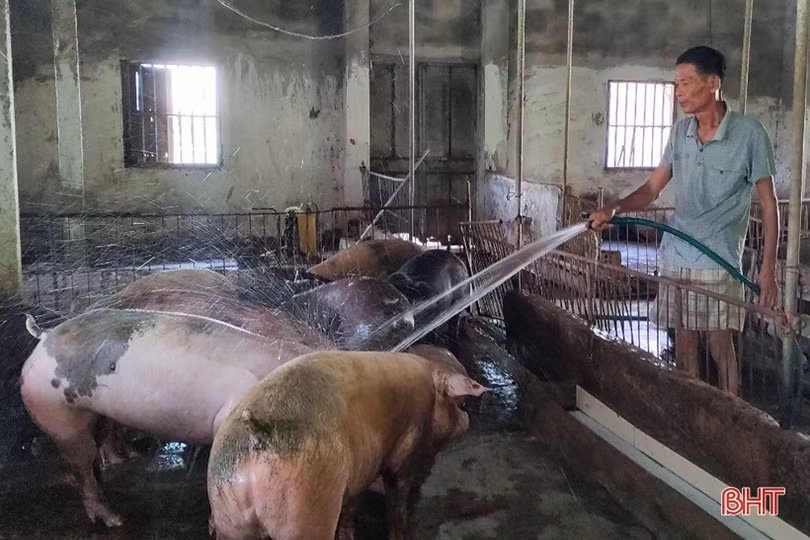 Giá thịt lợn tăng đột biến, người chăn nuôi Hà Tĩnh mừng nhưng chưa hết lo