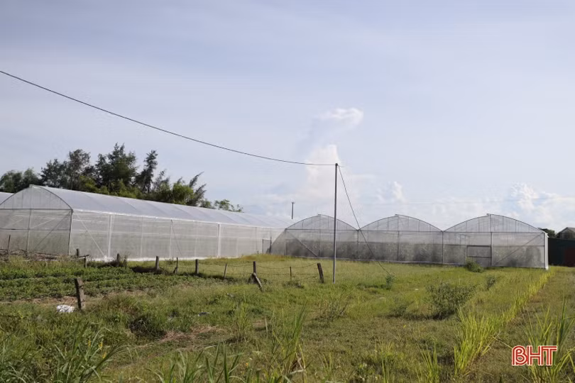 Giám đốc hợp tác xã ven đô tiên phong làm giàu từ dưa lưới