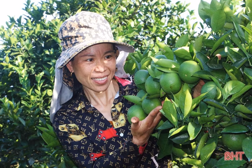 Vợ chồng miền núi Hà Tĩnh tưới cây, chăm cam qua smartphone