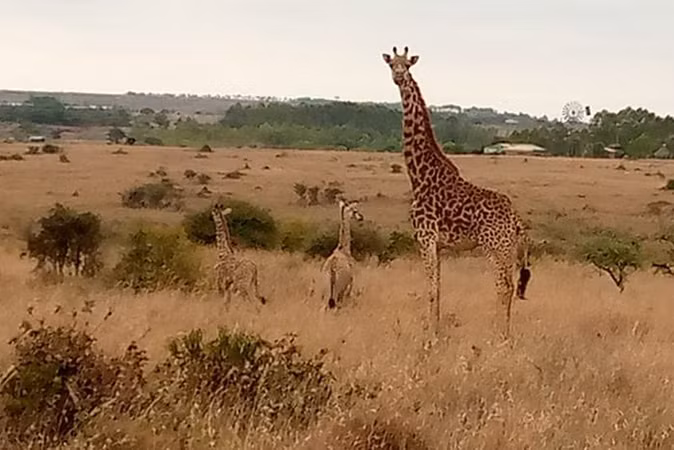 Hươu cao cổ sinh đôi hiếm thấy