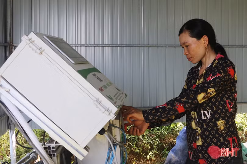 Vợ chồng miền núi Hà Tĩnh tưới cây, chăm cam qua smartphone