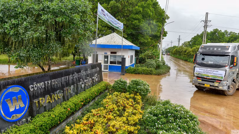 Vinamilk tiếp nhận thành công 1.550 bò sữa nhập từ Mỹ về các trang trại Green Farm