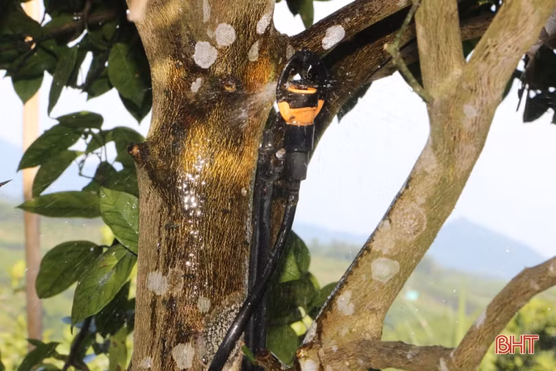 Vợ chồng miền núi Hà Tĩnh tưới cây, chăm cam qua smartphone