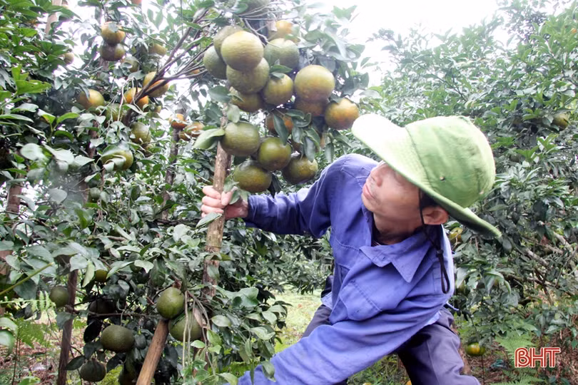“Thủ phủ” cam bù nức tiếng ở Hà Tĩnh vào mùa thu hoạch