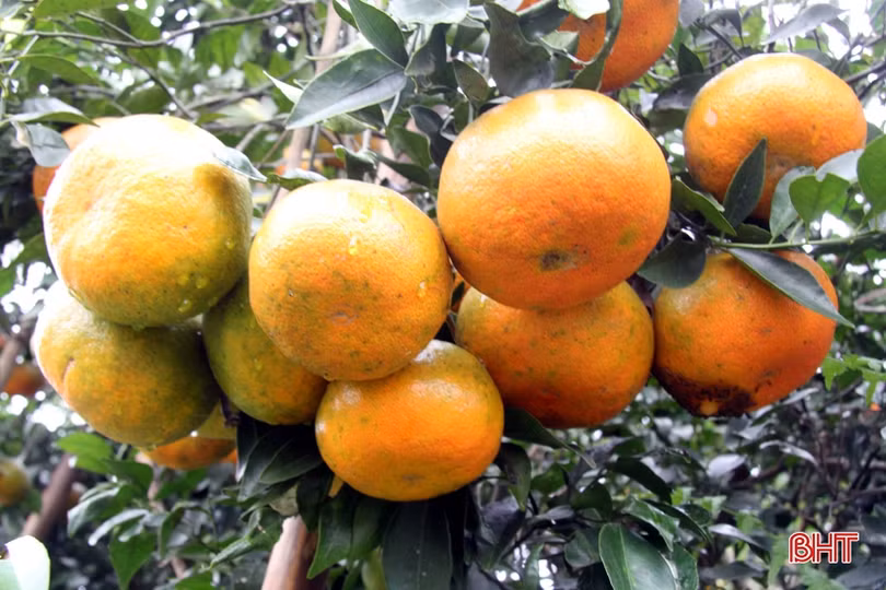 “Thủ phủ” cam bù ở Hương Sơn hoàn thành tiêu chí xã nông thôn mới nâng cao