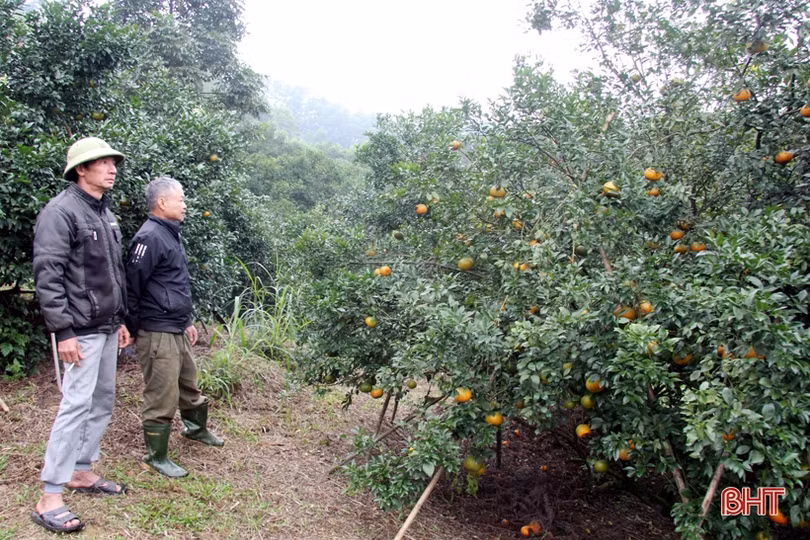 “Thủ phủ” cam bù nức tiếng ở Hà Tĩnh vào mùa thu hoạch