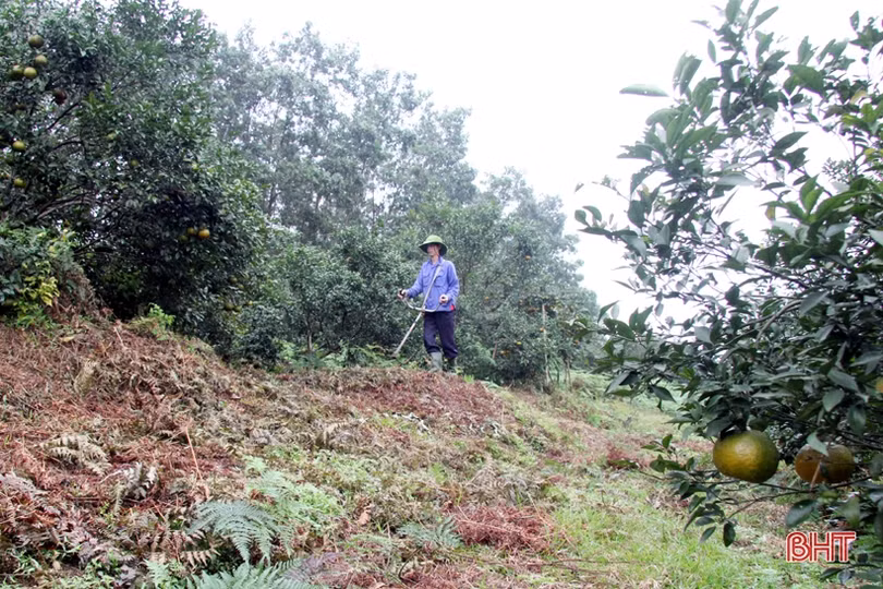 “Thủ phủ” cam bù nức tiếng ở Hà Tĩnh vào mùa thu hoạch