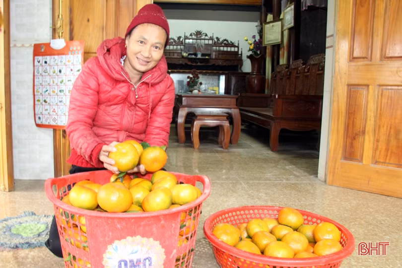 “Thủ phủ” cam bù nức tiếng ở Hà Tĩnh vào mùa thu hoạch
