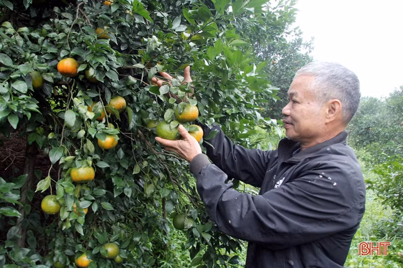 “Thủ phủ” cam bù nức tiếng ở Hà Tĩnh vào mùa thu hoạch