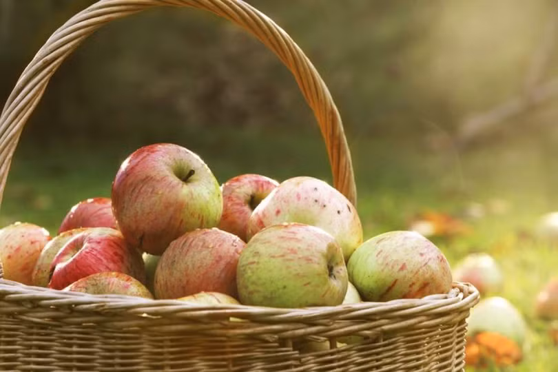 Những thực phẩm có lợi cho thận