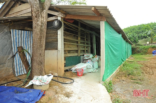 Nhiệt độ xuống 10 độ C, nông dân vùng cao Hà Tĩnh lo giữ ấm cho đàn vật nuôi