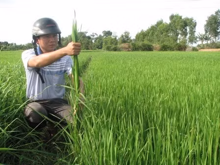 Lúa lên như mía là do sử dụng GA3 quá liều lượng?!