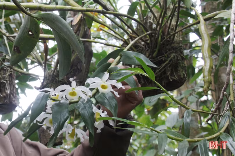 Ngắm vườn mẫu của những cụ ông Hà Tĩnh ở tuổi “xưa nay hiếm”