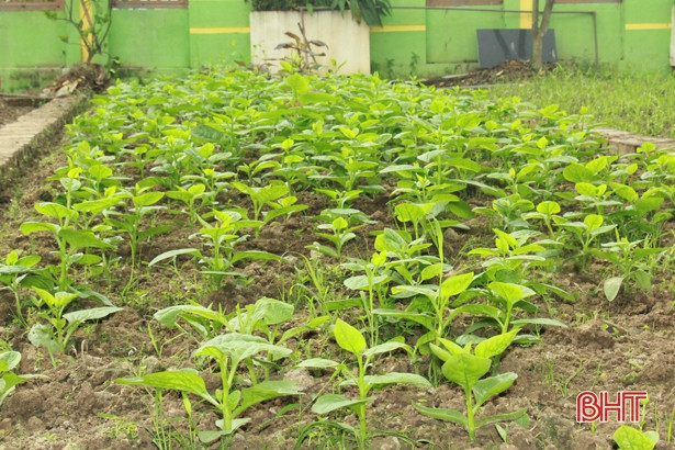 Giáo viên mầm non Hà Tĩnh trồng rau sạch biếu phụ huynh