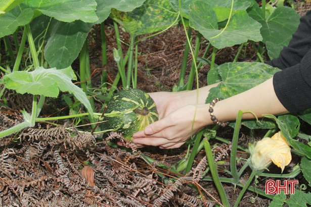 Giáo viên mầm non Hà Tĩnh trồng rau sạch biếu phụ huynh