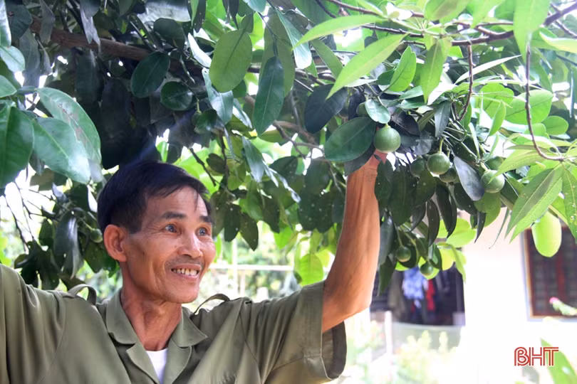 Ngắm vườn mẫu của những cụ ông Hà Tĩnh ở tuổi “xưa nay hiếm”