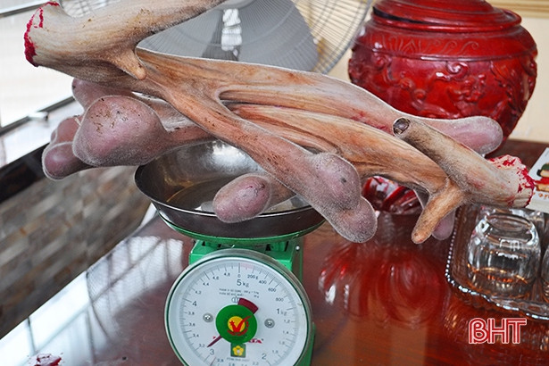 Cặp nhung hươu “khủng” nhất huyện miền núi Hà Tĩnh, giá 34,6 triệu đồng
