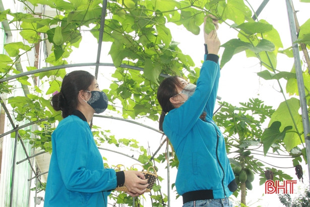 Giáo viên mầm non Hà Tĩnh trồng rau sạch biếu phụ huynh