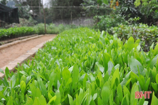 “Thời cơ vàng” để người dân Hà Tĩnh trồng 7.500 ha rừng