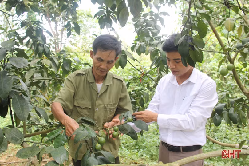 Ngắm vườn mẫu của những cụ ông Hà Tĩnh ở tuổi “xưa nay hiếm”