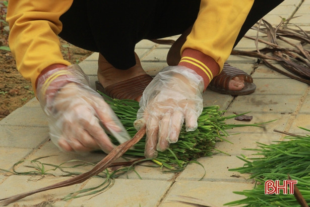 Giáo viên mầm non Hà Tĩnh trồng rau sạch biếu phụ huynh