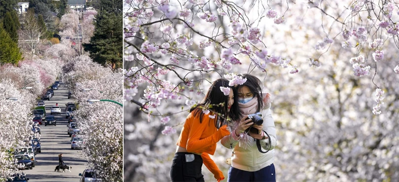 Hoa anh đào bung nở khắp nơi trên thế giới