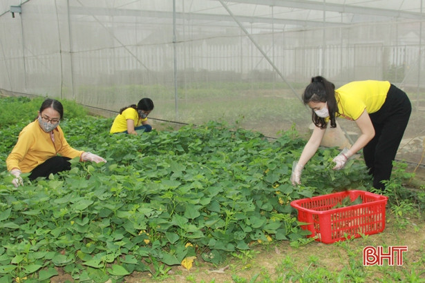 Giáo viên mầm non Hà Tĩnh trồng rau sạch biếu phụ huynh