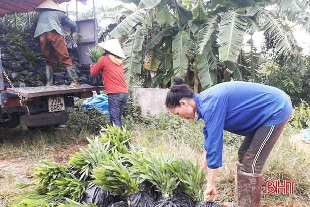 “Thời cơ vàng” để người dân Hà Tĩnh trồng 7.500 ha rừng