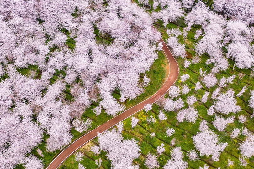 “Trăm hoa” nhuộm hồng các thành phố Âu - Mỹ