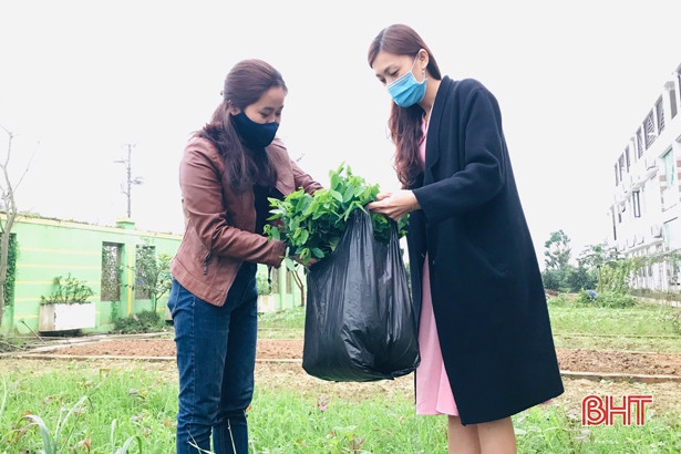 Giáo viên mầm non Hà Tĩnh trồng rau sạch biếu phụ huynh