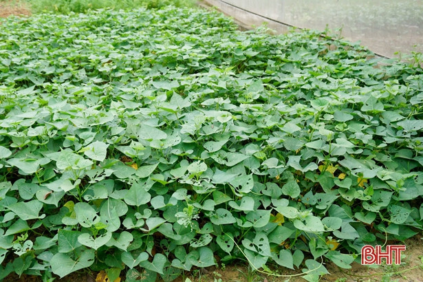 Giáo viên mầm non Hà Tĩnh trồng rau sạch biếu phụ huynh