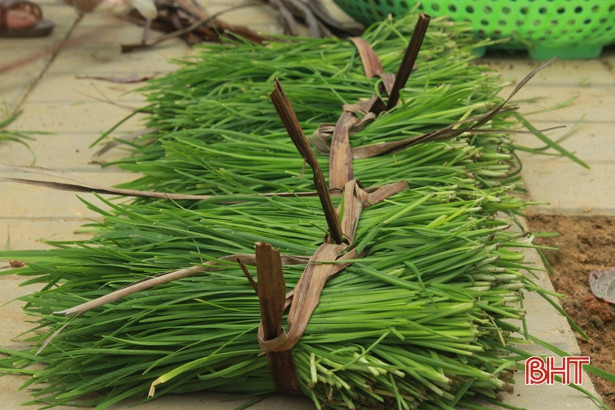 Giáo viên mầm non Hà Tĩnh trồng rau sạch biếu phụ huynh