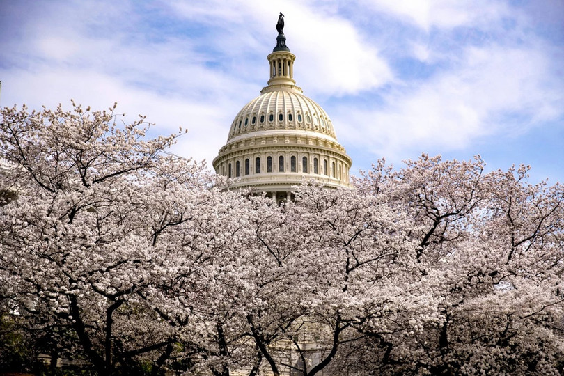 Hoa anh đào bung nở khắp nơi trên thế giới