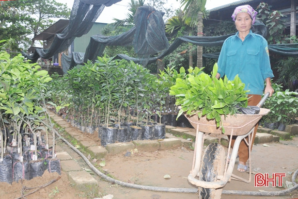 “Thời cơ vàng” để người dân Hà Tĩnh trồng 7.500 ha rừng