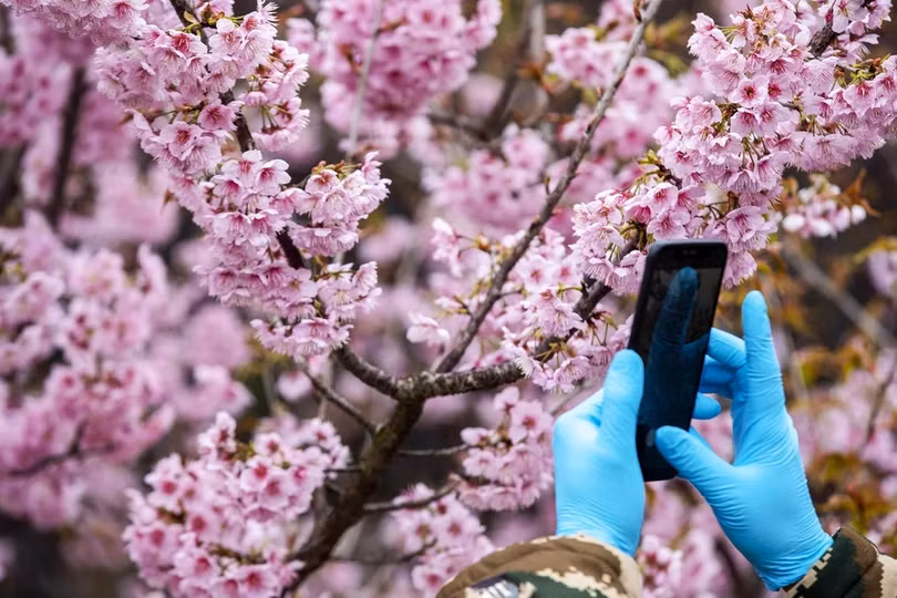 Hoa anh đào bung nở khắp nơi trên thế giới