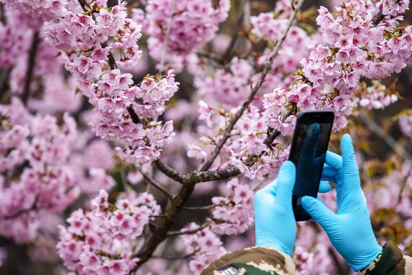 Hoa anh đào bung nở khắp nơi trên thế giới