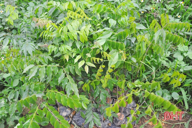 “Thời cơ vàng” để người dân Hà Tĩnh trồng 7.500 ha rừng